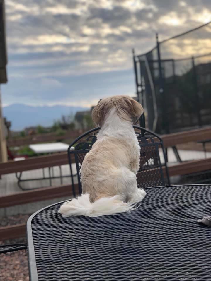 gizmo2.jpg